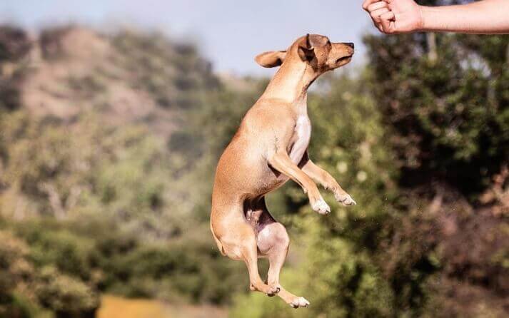perro hiperactivo saltando