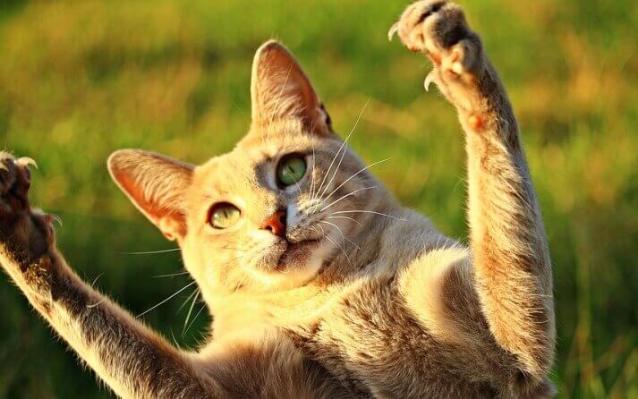 cuando cortar una gatos
