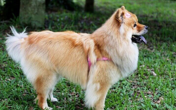chow chow lengua azul
