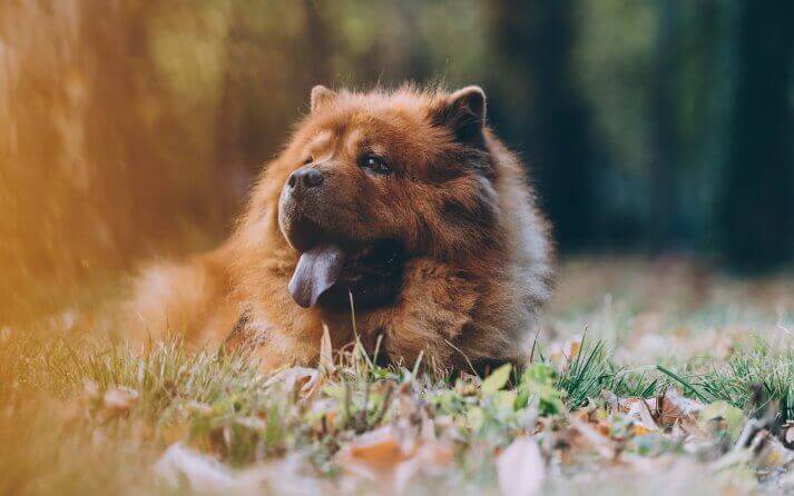 perro con lengua azul