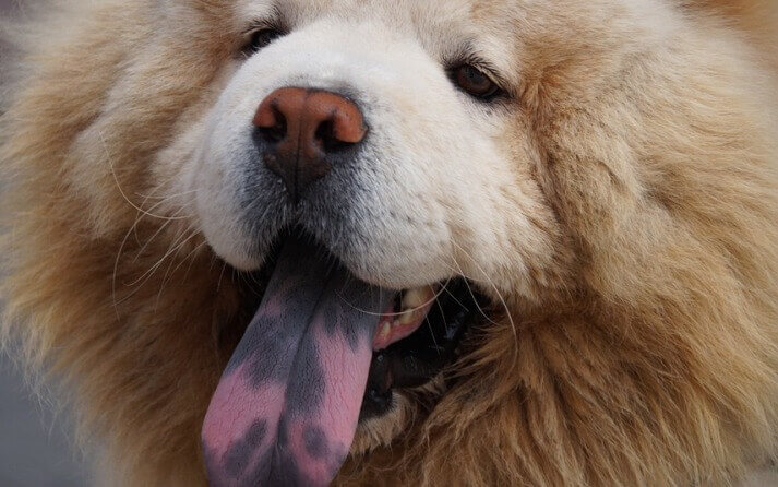 lengua azul perros
