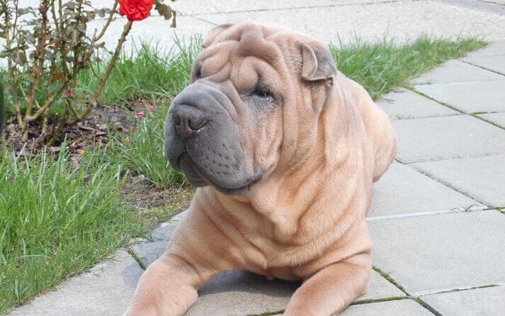Shar Pei lengua azul