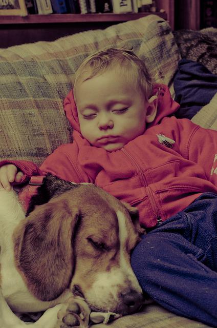 como presentar un bebe a un perro