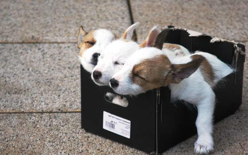 Cachorros en una caja.