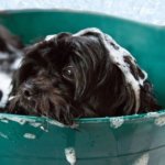 como bañar a mi perro