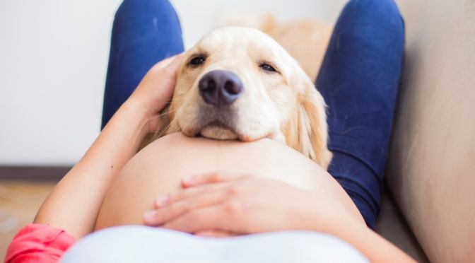 perros y bebés recién nacidos