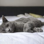 Gato triste en una cama