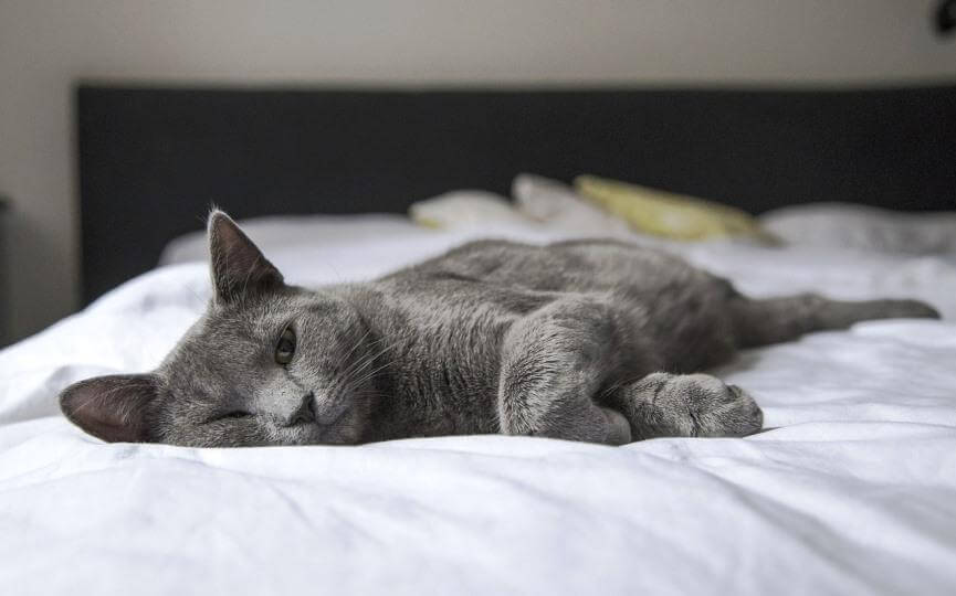 Gato triste en una cama