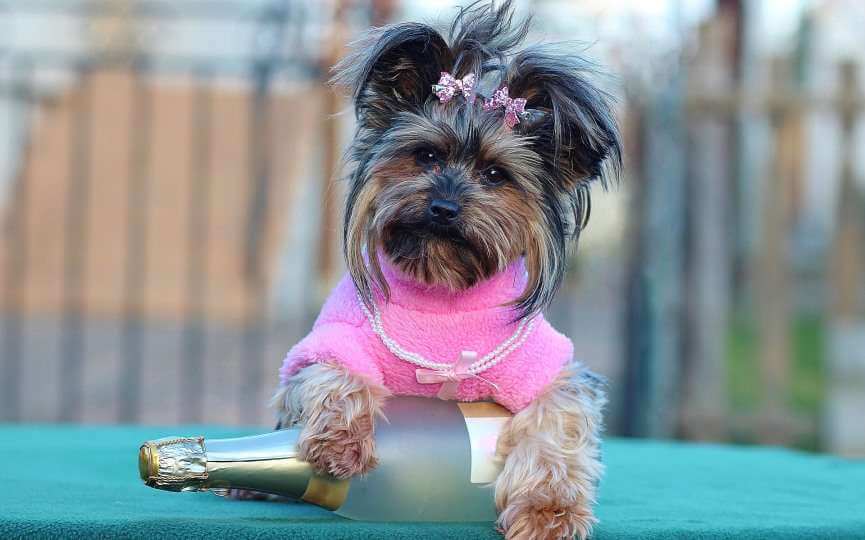 Perro con ropa