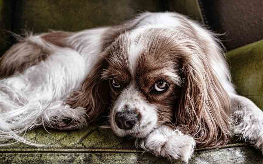perro canoso