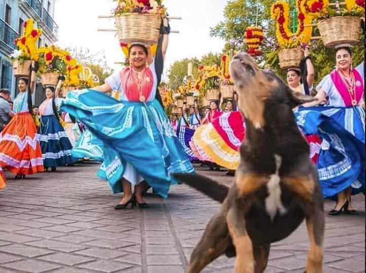 Mazapán bailando en el desfile