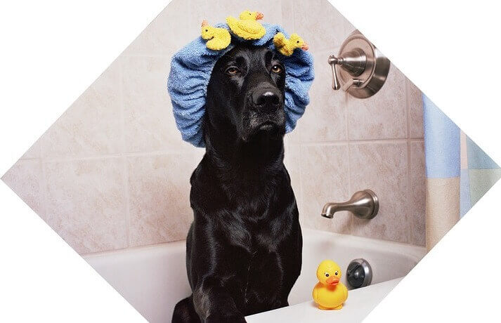pasos para bañar a tu perro