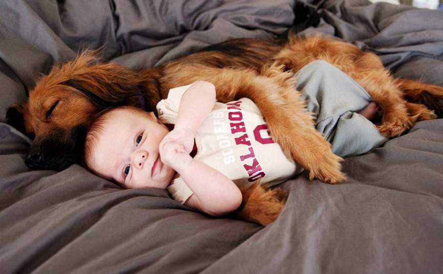presentar bebe a perro