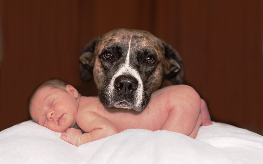 perros y bebes