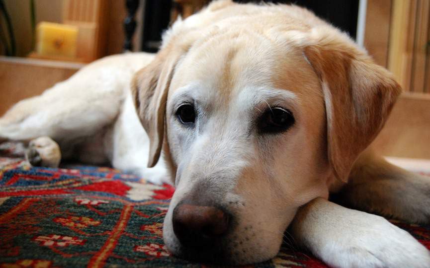 perro descansando