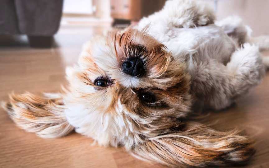 Perro en el suelo