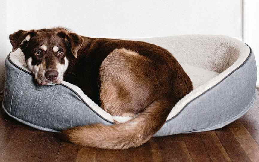 Perro en su cama