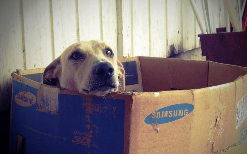 Cómo afectan las mudanzas a los perros