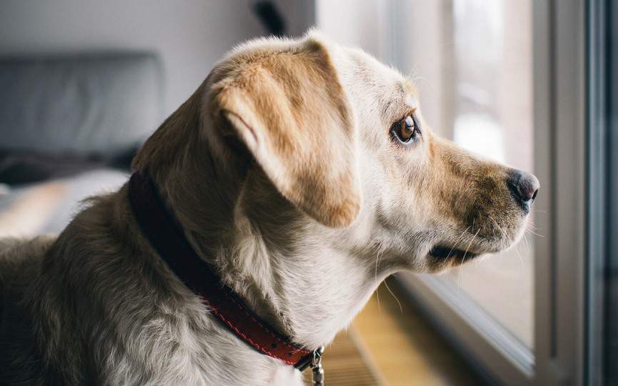perro y bebe recien nacido