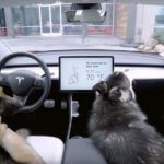 Perros en un vehículo Tesla