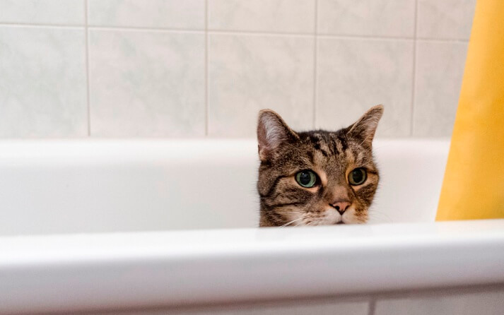 Pasos para lavar gatos