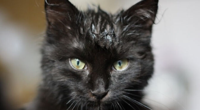 Cómo lavar a un gato