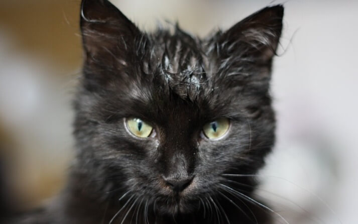 Cómo lavar a un gato
