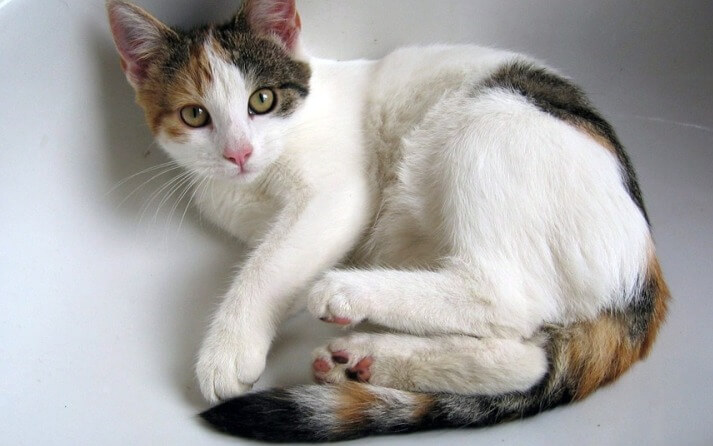 gato blanco mirando