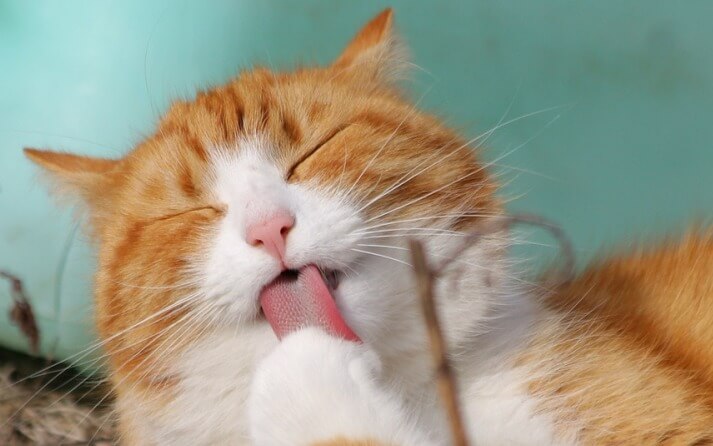 Gatos se lamen para lavarse