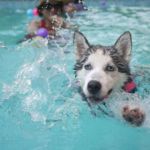 Hipotermia en perros