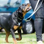 Perro adiestrado