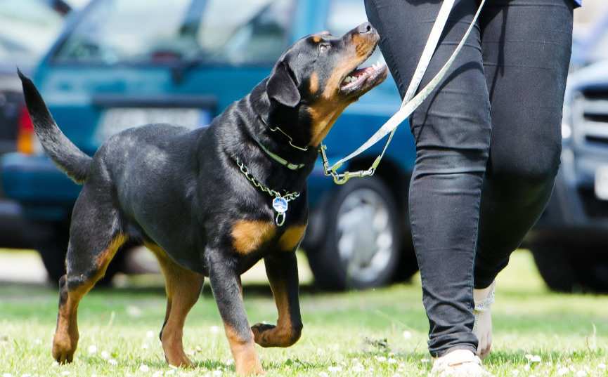 Perro adiestrado