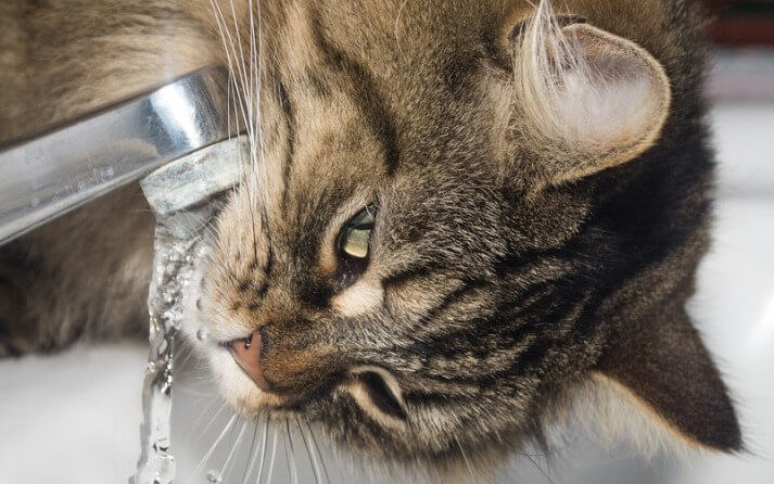 Es necesario lavar a los gatos