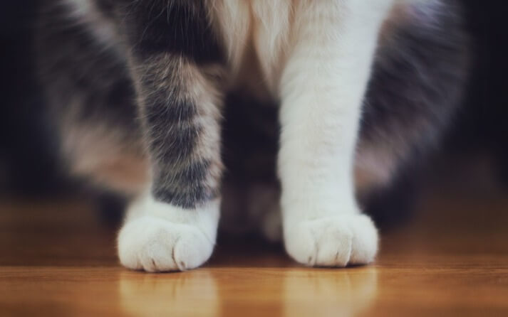 como lavar a un gato