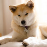 imagen un perro akita inu japones