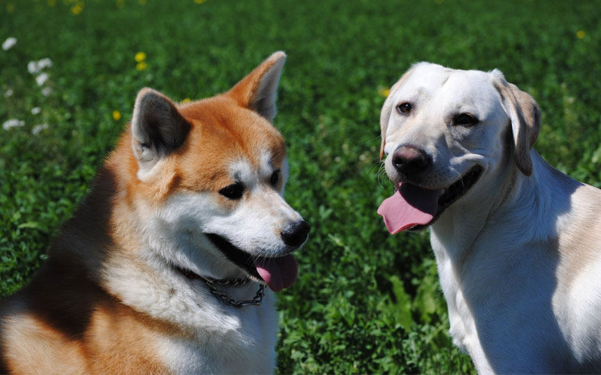 AKITA INU Y LABRADOR
