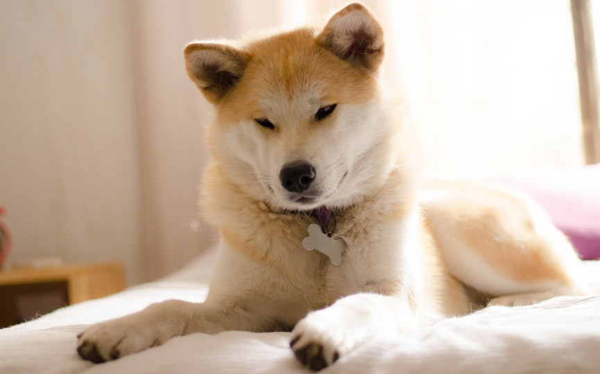 imagen un perro akita inu japones