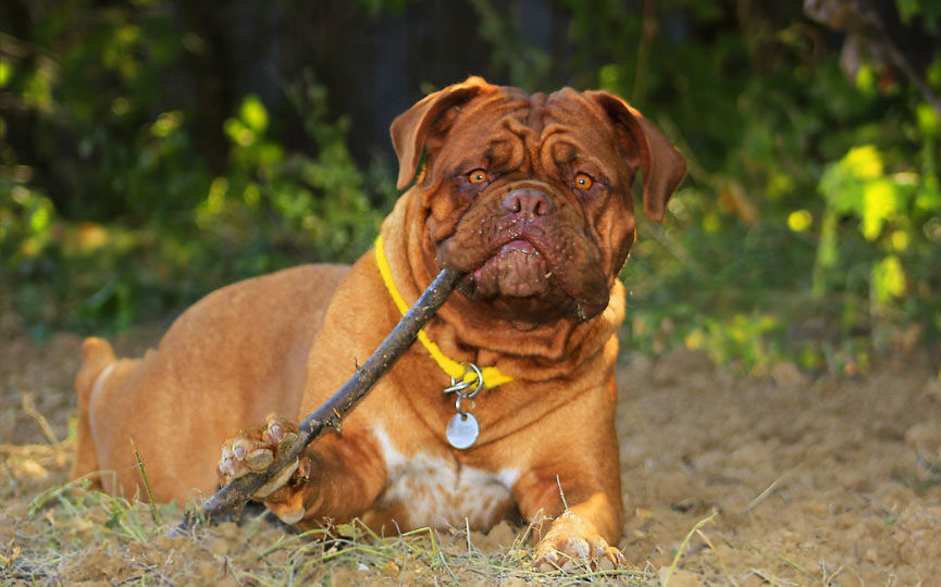 imagen de perro Dogo de Burdeos