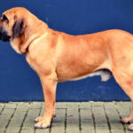 imagen de un perro fila Brasileiro