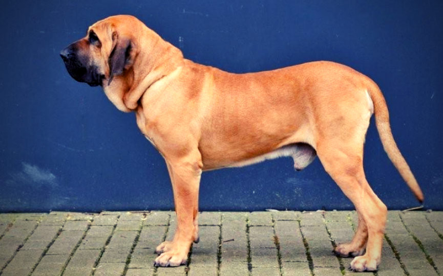 imagen de un perro fila Brasileiro