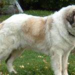 imagen de un perro mastin del pirineo