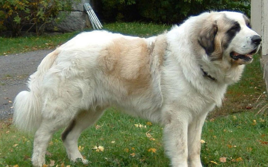 imagen de un perro mastin del pirineo
