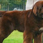 imagen de un perro terranova marron