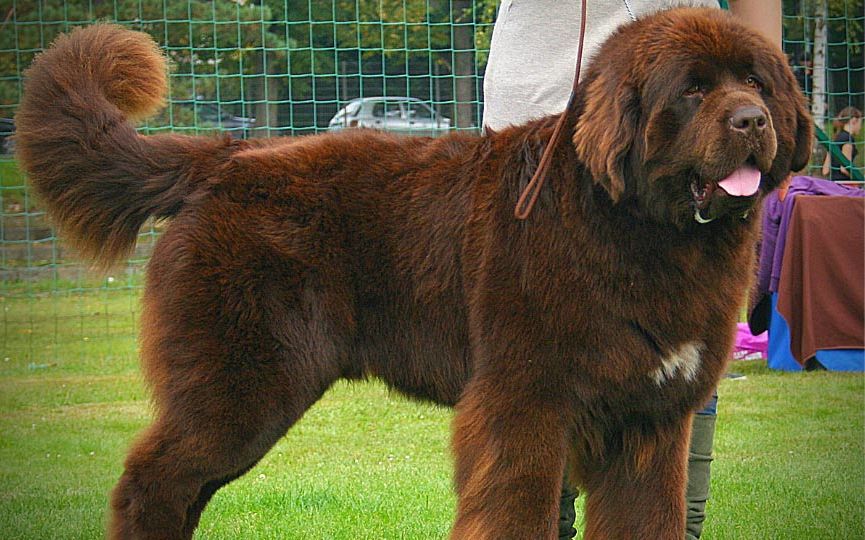 imagen de un perro terranova marron