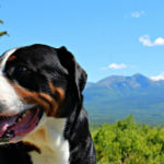 imagen de un perro gran boyero suizo en las montañas