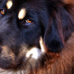 imagen de un perro mastín tibetano