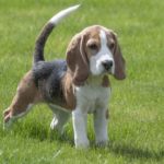 imagen de un perro mediano beagle en el campo