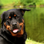 imagen perro rottweiler