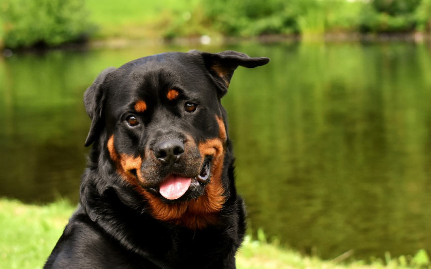 imagen perro rottweiler