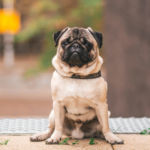imagen de un perro carlino o pug